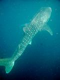 Djibouti - Whale Shark in Djibouti - 24